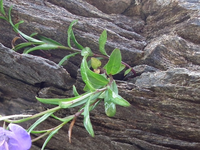 Aiuto id. campanula